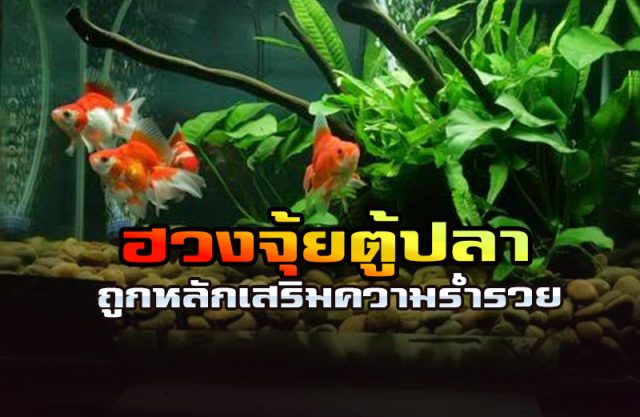ฮวงจุ้ย กับตู้ปลา ฮวงจุ้ย กับตู้ปลา