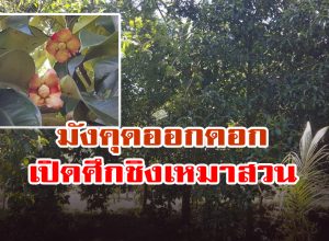 เปิดศึกชิงเหมาสวน