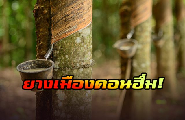 สวนยาง สวนยาง