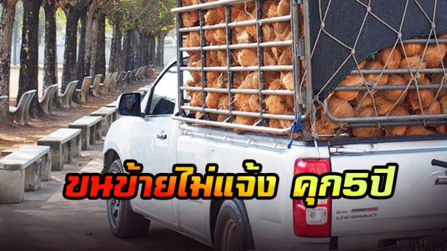 ดันมะพร้าวสินค้าควบคุม ดันมะพร้าวสินค้าควบคุม