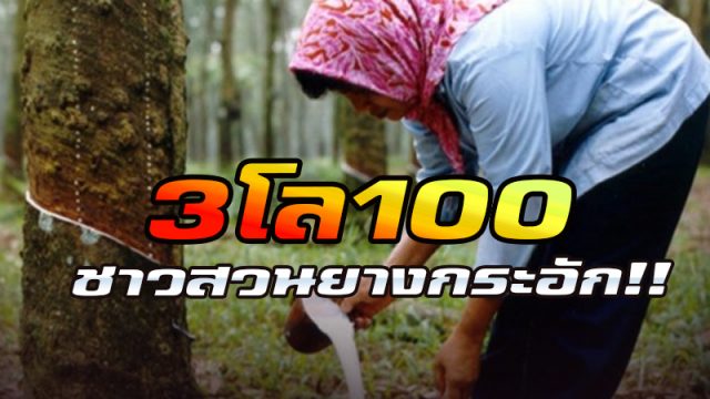 ชาวสวนยางกระอัก ชาวสวนยางกระอัก