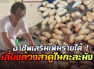 เลี้ยงด้วงสาคูในกะละมังที่บ้าน