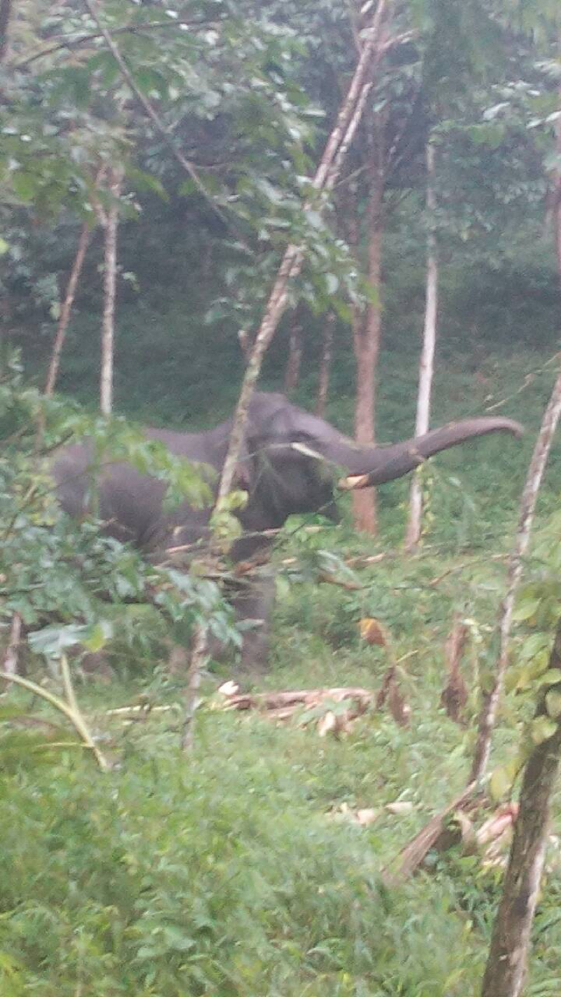 ช้างป่ามงคล