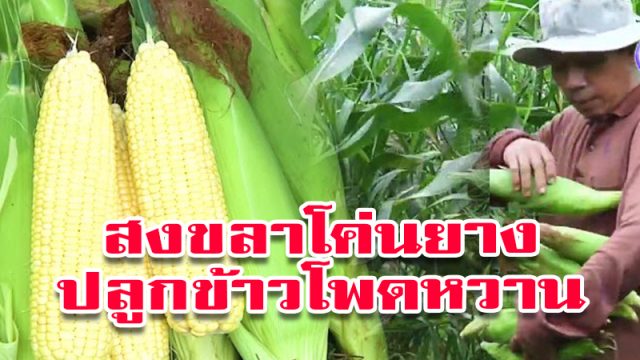 โค่นยางพาราปลูกข้าวโพดหวาน โค่นยางพาราปลูกข้าวโพดหวาน