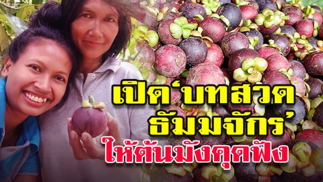 เปิด‘บทสวดธัมมจักร’ ให้ต้นมังคุดฟัง เปิด‘บทสวดธัมมจักร’ ให้ต้นมังคุดฟัง