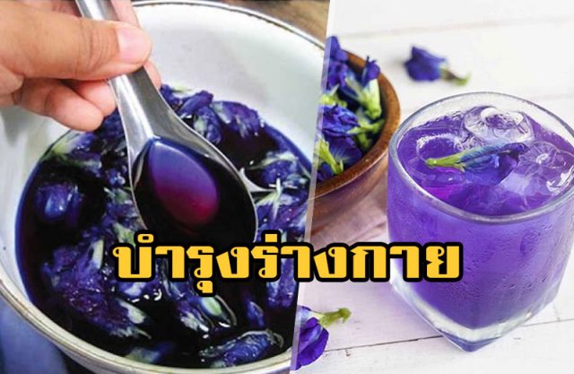 ดอกอัญชัน ดอกอัญชัน