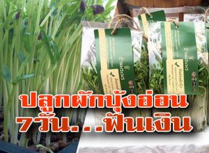 ปลูกผักบุ้งอ่อน