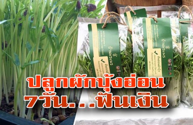 ปลูกผักบุ้งอ่อน ปลูกผักบุ้งอ่อน