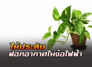 ไม้ประดับ ฟอกอากาศ