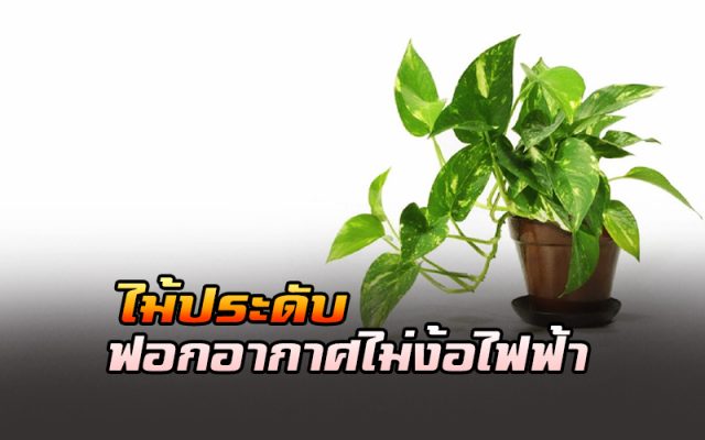 ไม้ประดับ ไม้ประดับ ฟอกอากาศ