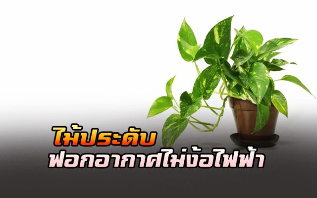 ไม้ประดับ ฟอกอากาศ