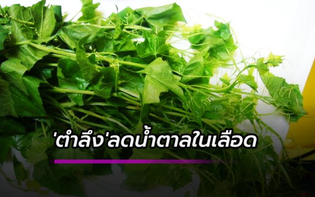 ผักตำลึง : อาหารสมุนไพรผักริมรั้ว ผักตำลึง : อาหารสมุนไพรผักริมรั้ว