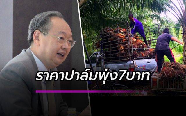 ปาล์มน้ำมัน ปาล์มน้ำมัน