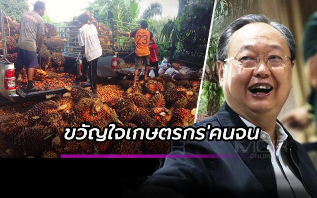 ชาวสวนปาล์ม ชาวสวนปาล์ม