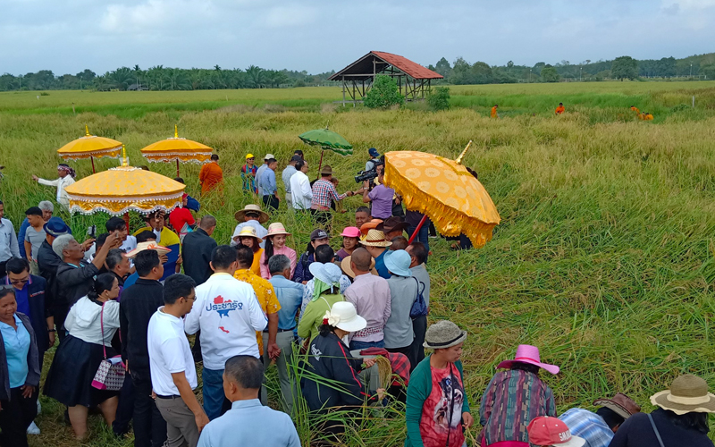 “รมต.สนธิรัตน์” ลุยร่วมเก็บเกี่ยวข้าวแปลงนาพุทธภูมิ