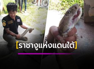 ราชางูแห่งแดนใต้