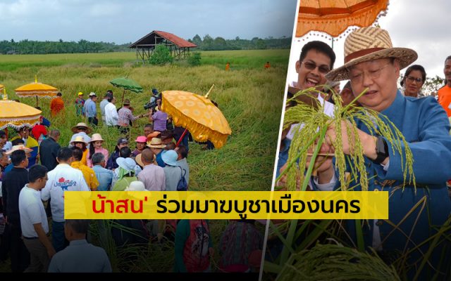 “รมต.สนธิรัตน์” ลุยร่วมเก็บเกี่ยวข้าวแปลงนาพุทธภูมิ “รมต.สนธิรัตน์” ลุยร่วมเก็บเกี่ยวข้าวแปลงนาพุทธภูมิ