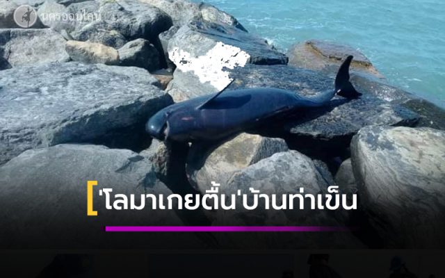1น่าเศร้า 'โลมาเกยตื้น' ริมฝั่งบ้านท่าเข็น ปากพนัง นครศรีธรรมราช น่าเศร้า 'โลมาเกยตื้น' ริมฝั่งบ้านท่าเข็น ปากพนัง นครศรีธรรมราช