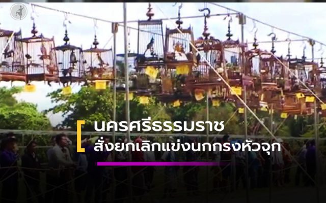 เมืองคอน สั่งยกเลิกแข่งขันนกกรงหัวจุก