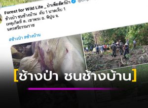 ช้างป่า ชนช้างบ้าน ล่ม 1 บาดเจ็บ