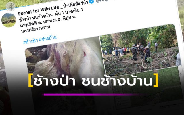 ช้างป่า ชนช้างบ้าน ล่ม 1 บาดเจ็บ ช้างป่า ชนช้างบ้าน ล่ม 1 บาดเจ็บ