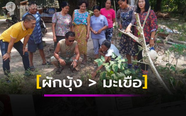 แปลกแต่จริงผักบุ้งออกลูกเป็นมะเขือ แปลกแต่จริงผักบุ้งออกลูกเป็นมะเขือ