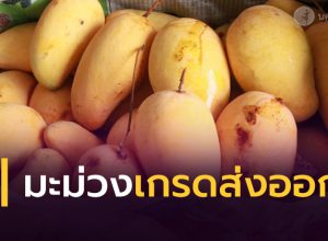 'มะม่วง' เกรดส่งออก