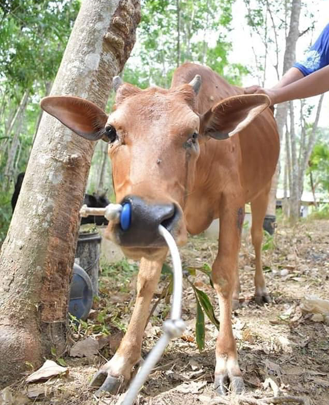 พญาโคบุญรอด” ยิงไม่เข้าฆ่าไม่ตาย