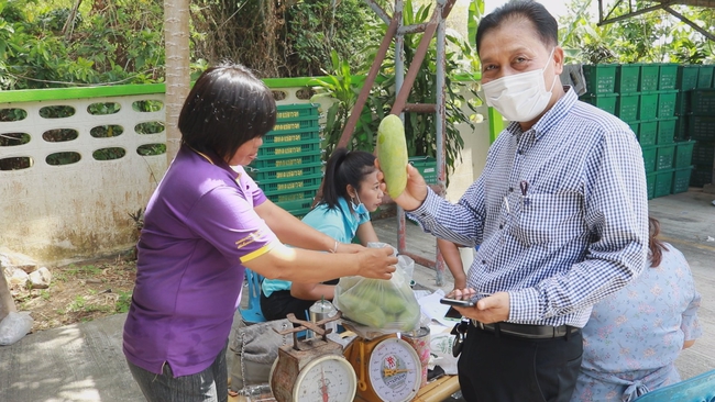 'มะม่วง' เกรดส่งออก