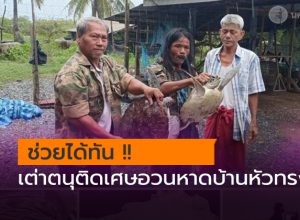 เต่าตนุติดเศษอวนหาดบ้านหัวทรง นครศรีธรรมราช
