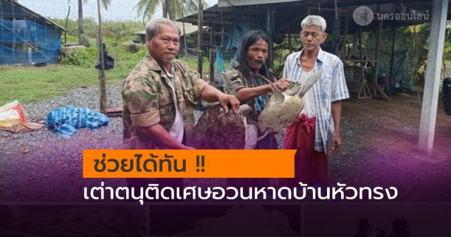 เต่าตนุติดเศษอวนหาดบ้านหัวทรง นครศรีธรรมราช เต่าตนุติดเศษอวนหาดบ้านหัวทรง นครศรีธรรมราช