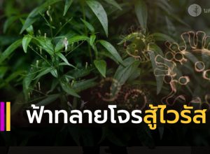 ฟ้าทลายโจร มีสารสกัดยับยั้งและฆ่าไวรัสได้