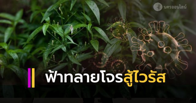 ฟ้าทลายโจร มีสารสกัดยับยั้งและฆ่าไวรัสได้ ฟ้าทลายโจร มีสารสกัดยับยั้งและฆ่าไวรัสได้