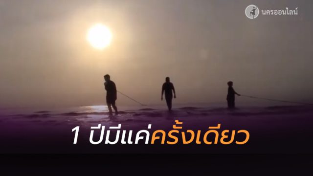 กุ้งเคยทะลักเต็มอ่าวหัวไทร กุ้งเคยทะลักเต็มอ่าวหัวไทร