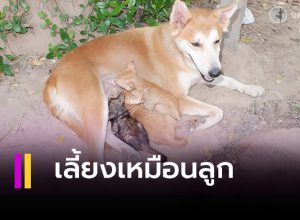 แม่สุนัขใจดี