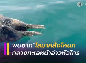 พบซาก "โลมาหลังโหนก" ตายลอยกลางทะเลหน้าอ่าวหัวไทร