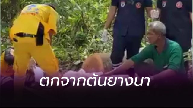 ตกจากต้นยางนา ตกจากต้นยางนา