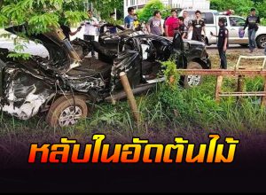 หลับในอัดต้นไม้
