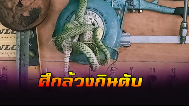ศึกล้วงกินตับ ศึกล้วงกินตับ
