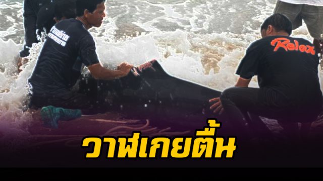 วาฬเกยตื้น