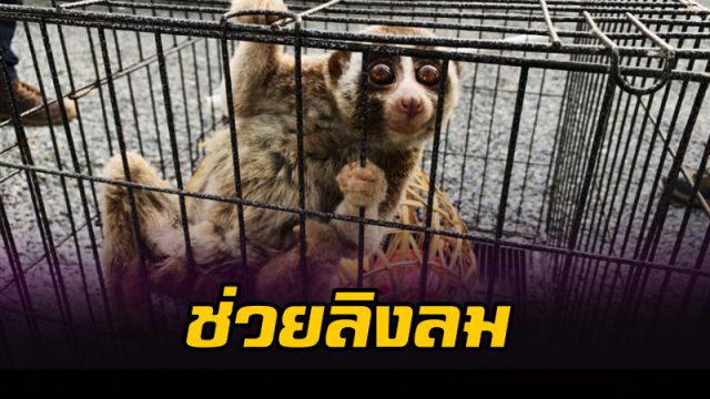 ช่วยลิงลม