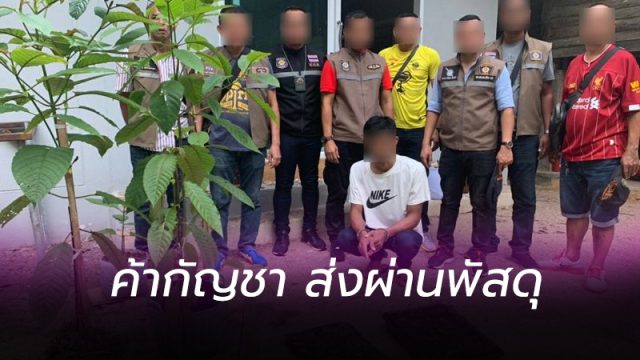 ป.ป.ส.บุกจับหนุ่มเมืองคอนค้ากัญชา