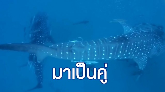 เจอฉลามวาฬยักษ์ 2 ตัว