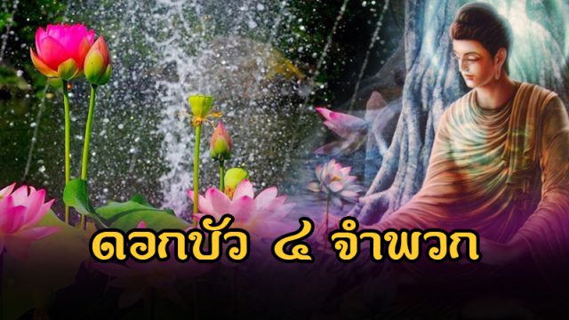 บัว ๔ เหล่า เผยแผ่พระธรรม