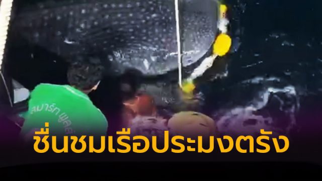 ปล่อย ฉลามวาฬ