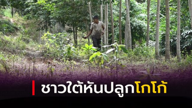 ชาวใต้เริ่มหันมาปลูกต้นโกโก้