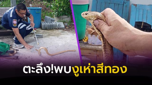 งูเห่าสีทอง
