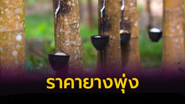 ราคายางพุ่ง