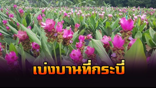 ทิวลิปสยาม