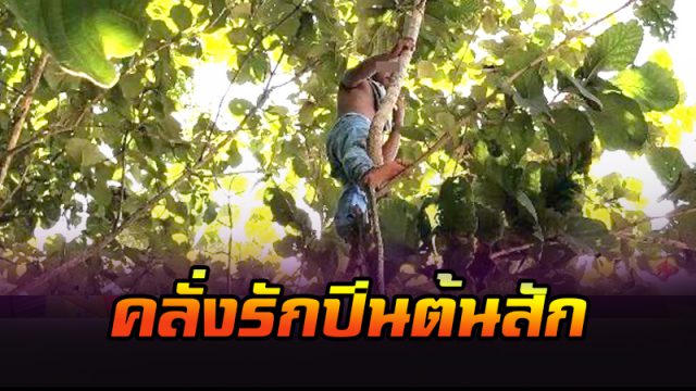 คลั่งปีนต้นสักสูง